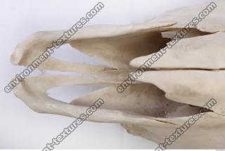 Photo Reference of Animal Skull